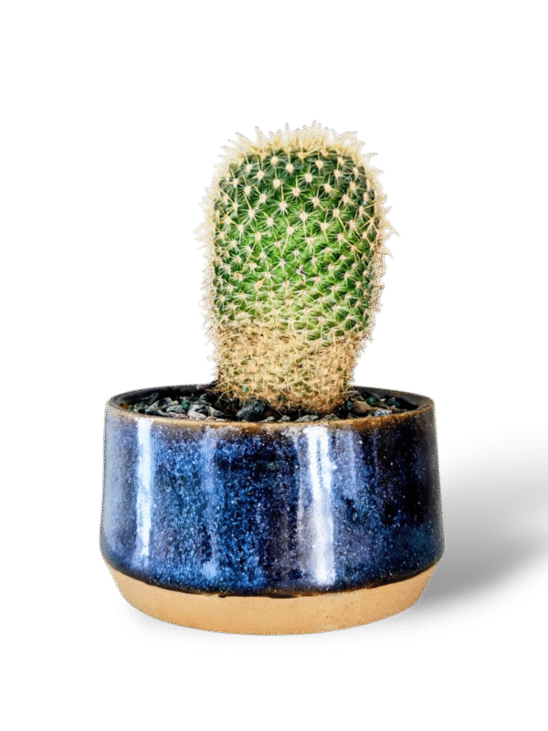 WhatsApp Image 2025-11-03 at 7.46.52 PM Maceta galaxia